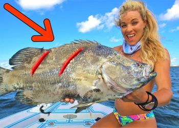 SCARRED FISH! HIT BY A BOAT 😀 Florida Inshore Fishing Tripletail, Snook & Sheepshead