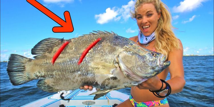 SCARRED FISH! HIT BY A BOAT 😀 Florida Inshore Fishing Tripletail, Snook & Sheepshead