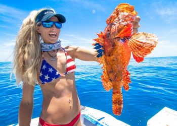 This Fish Can KILL You! Catch Clean Cook- DEADLY VENOMOUS Scorpionfish!
