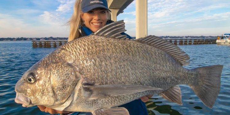 Florida Bridge Fishing for Big Black Drum! BBQ Catch & Cook