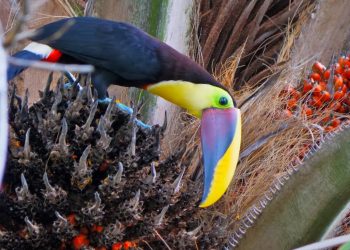 JUNGLE TOUR in Costa Rica | Livin’ the Dream