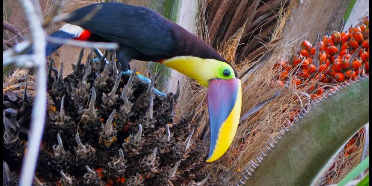 JUNGLE TOUR in Costa Rica | Livin’ the Dream