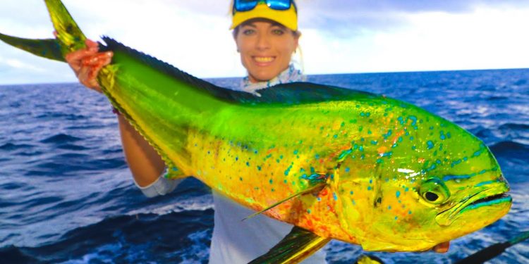 OFFSHORE MAHI MAHI FISHING! ♥ Florida Dolphin vs. Wahoo SUSHI Catch & Cook