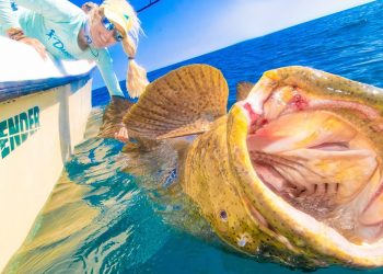 This Fish can swallow you WHOLE! Florida Keys Prohibited Grouper