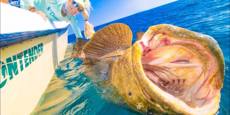 This Fish can swallow you WHOLE! Florida Keys Prohibited Grouper