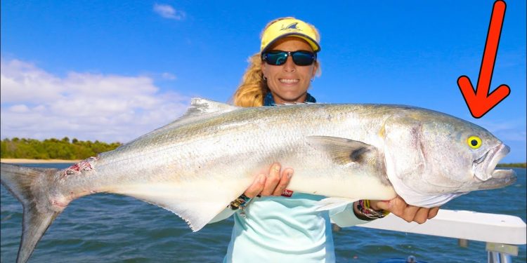 Yellow Eyed Devil Catch & Cook! The Best BLUEFISH in the World.
