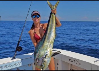 BIG Bull Dolphin