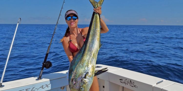 BIG Bull Dolphin