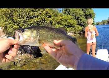 Florida Freshwater Fishing for Largemouth Bass with Topwaters & Swimbaits
