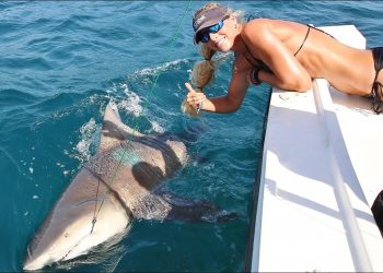 Florida Offshore Fishing Girl Lands 500lb+ Monster Shark!