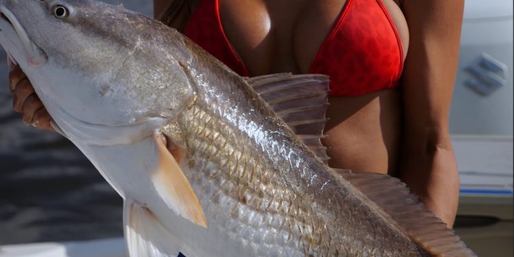 MASSIVE Redfish double