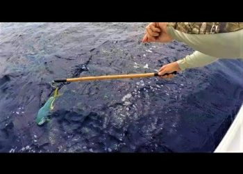 Myth Busters — testing the banana fishing myth
