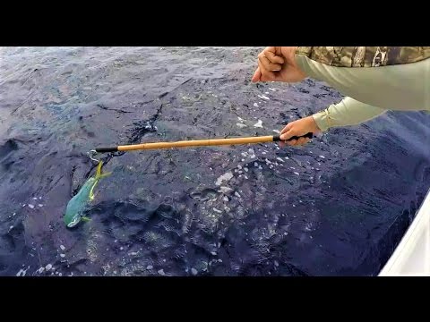 Myth Busters — testing the banana fishing myth