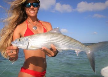 Florida Keys Bonefish & Sharks on Live Video
