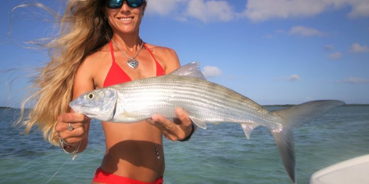 Florida Keys Bonefish & Sharks on Live Video