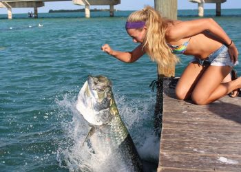 Hand Feeding Giant Tarpon in the Florida Keys