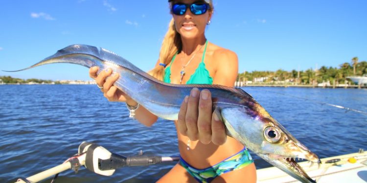 Ribbonfish INVASION Florida Inshore Saltwater Fishing