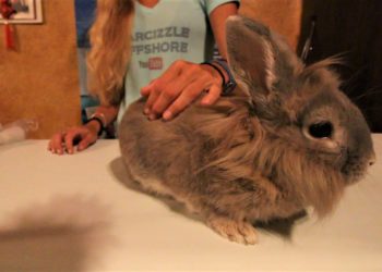 Fillet Table Bunny