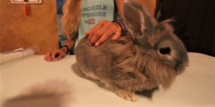 Fillet Table Bunny