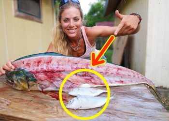 How To Fillet a Mahi Mahi & see what I found in the belly!