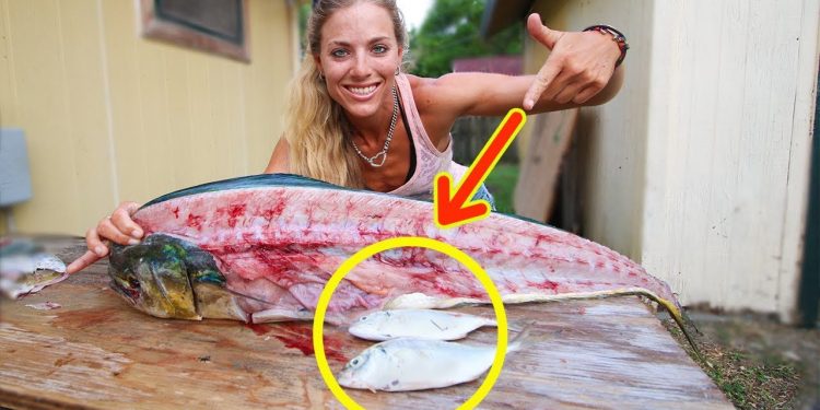 How To Fillet a Mahi Mahi & see what I found in the belly!