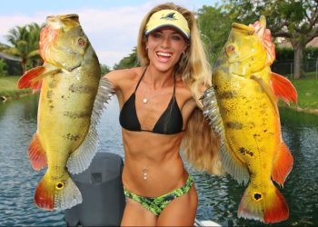 I’ve NEVER Seen This Many GIANT Peacock Bass!