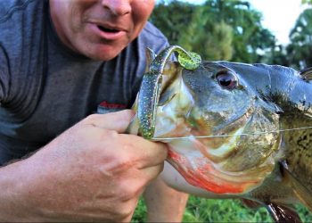 My Biggest, Big Peacock BASS Ever!