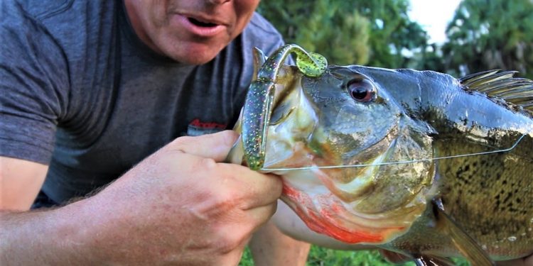 My Biggest, Big Peacock BASS Ever!