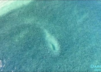 Florida Mullet Run & Tarpon plus Epic Aerial Phantom 4 DRONE Footage