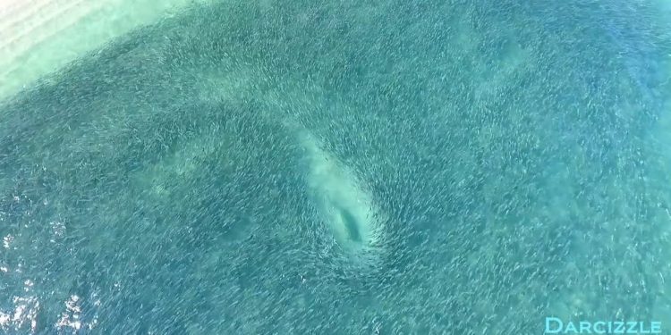 Florida Mullet Run & Tarpon plus Epic Aerial Phantom 4 DRONE Footage