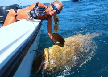 Girl Pulls Up BIG Grouper & Shark on Shallow Wreck Fishing Video