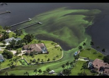 FLORIDA GREEN ALGAE: Get the scoop from a local Captain