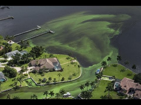 FLORIDA GREEN ALGAE: Get the scoop from a local Captain