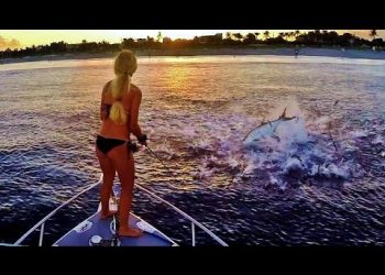 Best Fishing the Mullet Run For Jumping Florida Tarpon Video