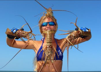 Florida Lobster: HOW TO Catch, Clean & Cook!