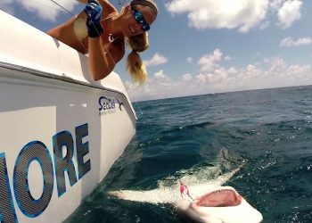 Girl catches Florida Dolphin, Sailfish and Big SHARK