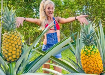 How To Grow GIANT Pineapples at Home Anywhere in the World- Fast & Easy in Containers!