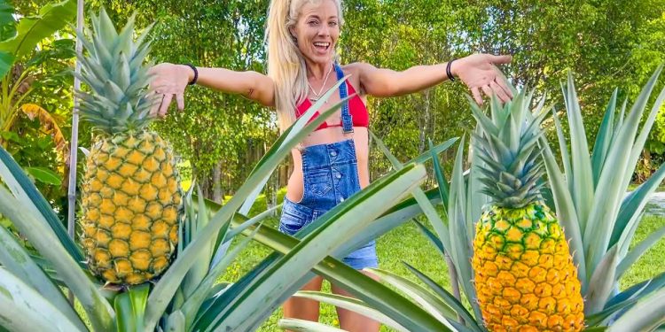 How To Grow GIANT Pineapples at Home Anywhere in the World- Fast & Easy in Containers!