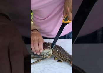 BEST Trick to Clean a Florida Spiny Lobster! Get 10% more meat!! #lobster #lobstertail #floridakeys