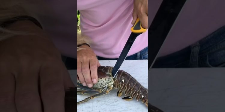 BEST Trick to Clean a Florida Spiny Lobster! Get 10% more meat!! #lobster #lobstertail #floridakeys
