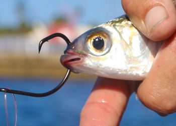 Chasing World’s Craziest Fish Migration! (Catch & Cook)
