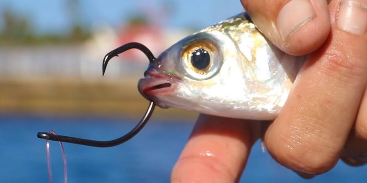 Chasing World’s Craziest Fish Migration! (Catch & Cook)