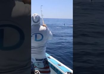 Gaffer mahi mahi hooked on TWO fishing rods at the same time!