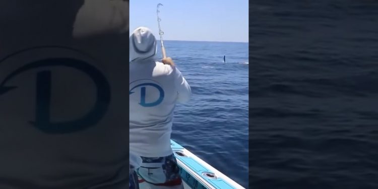 Gaffer mahi mahi hooked on TWO fishing rods at the same time!