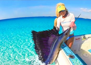 Do We Eat it? Florida Offshore Fishing for Massive Atlantic Sailfish