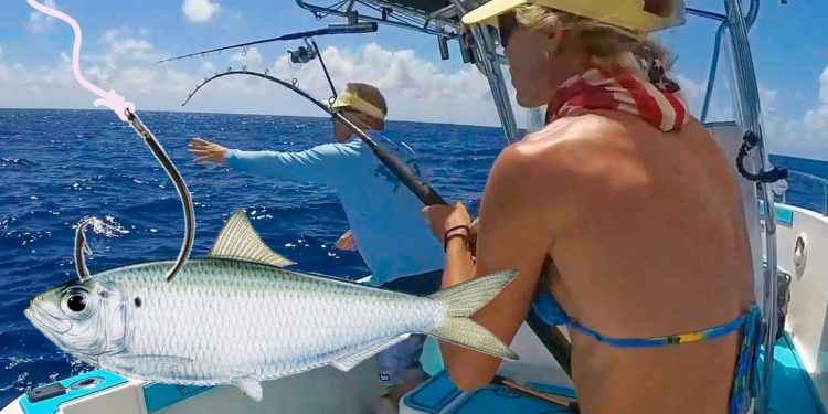 I Put a Live Pilchard down 100′ and THIS Happened!!! (Florida Catch & Clean)