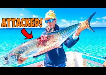 Kingfish Suck! 😡