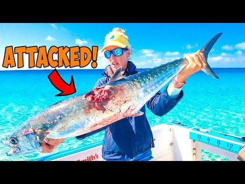 Kingfish Suck! 😡