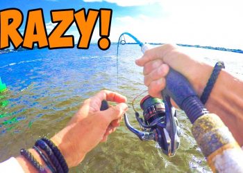 Tossed a Live Shrimp in a Public Waterway and Hooked This!