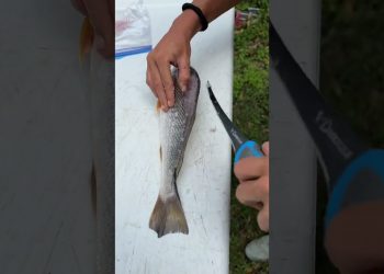 44s Massive Croaker Filet